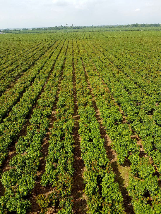 cacao tree field